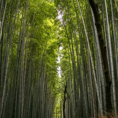 手游霸刀战神vivo版下载